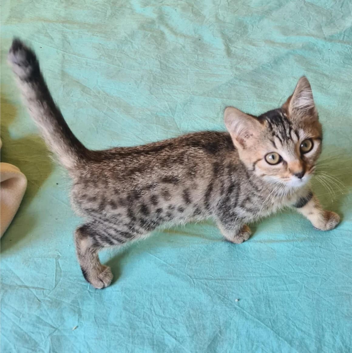 Arlety, female puppy Mixed Breed for adoption at CAT, chabris
