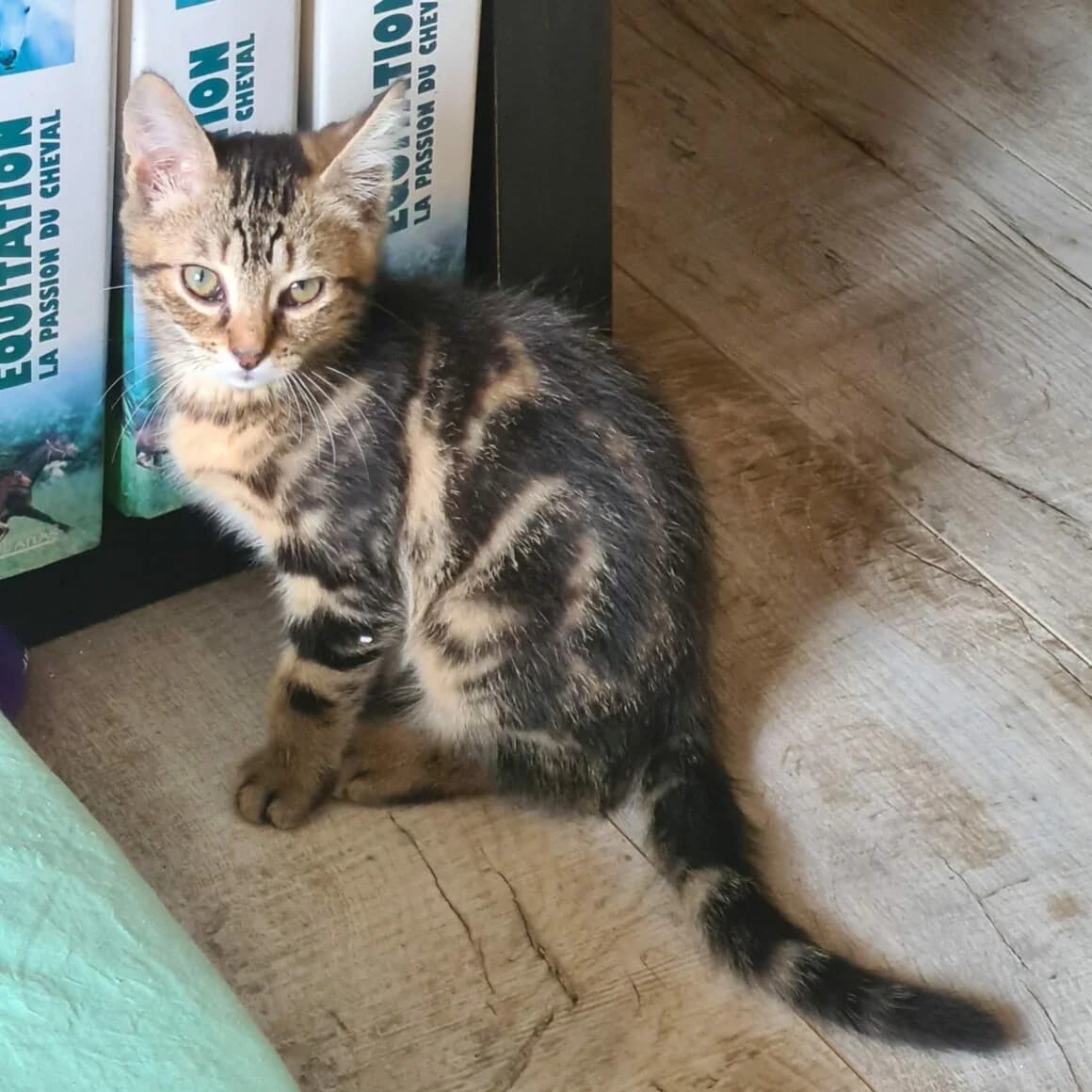 Anakin, male puppy Mixed Breed for adoption at CAT, chabris