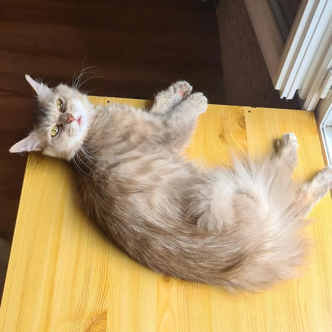 Talisman, male 3yo Mixed Breed for adoption at CAT, chabris