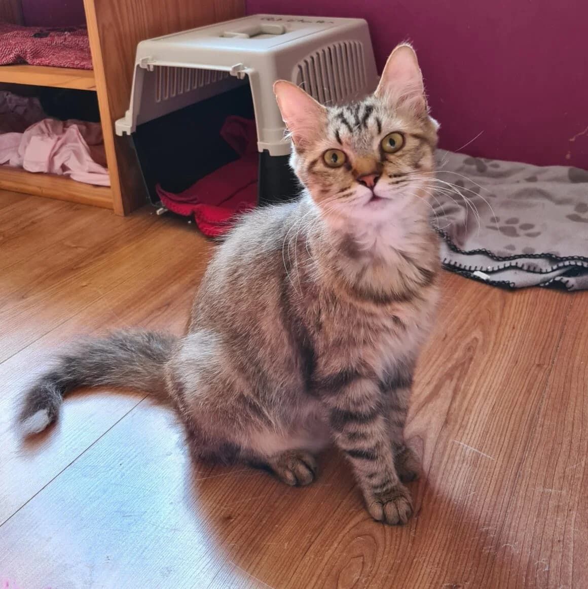 Uszka, female young Mixed Breed for adoption at CAT, chabris