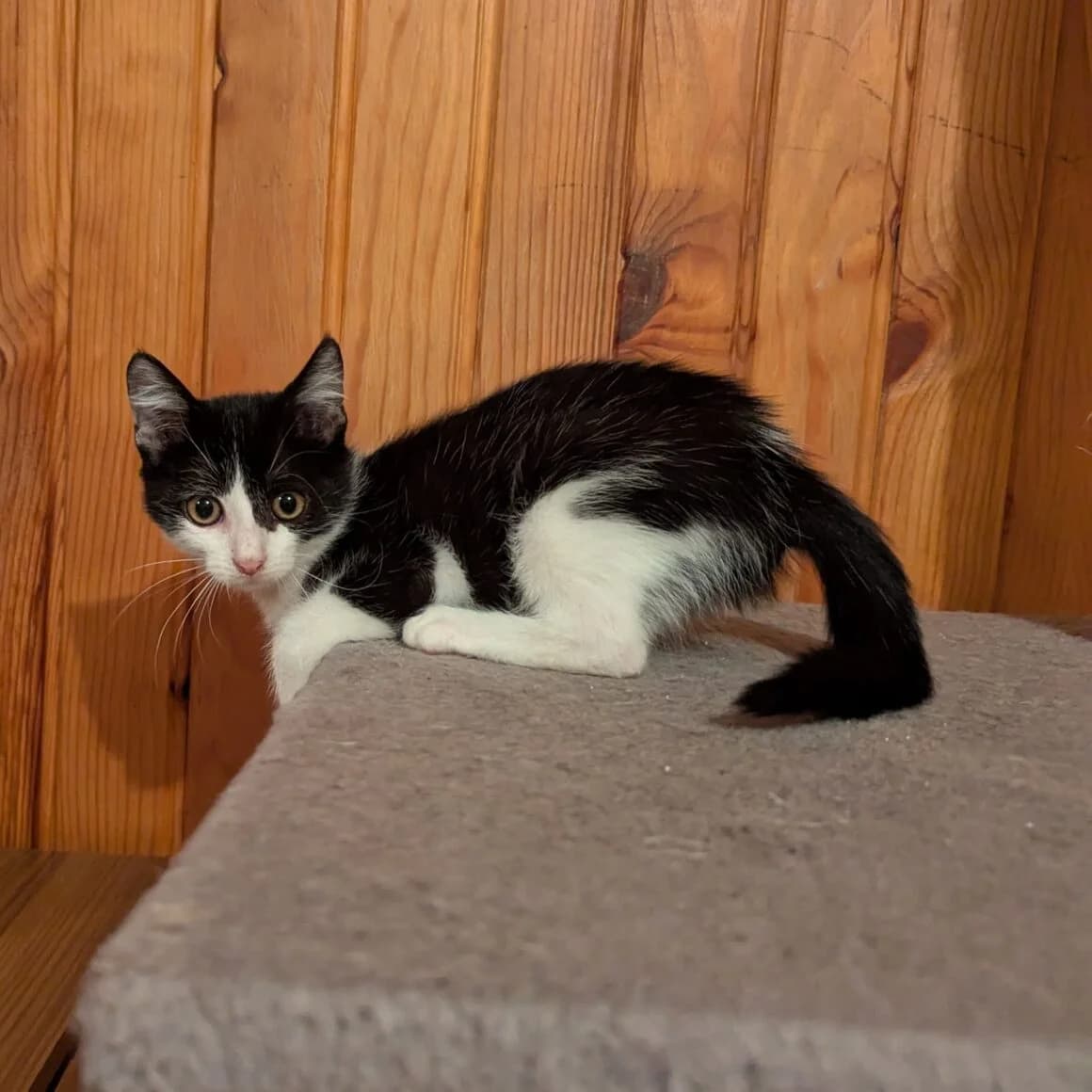 Azalée, female young Mixed Breed for adoption at CAT, chabris