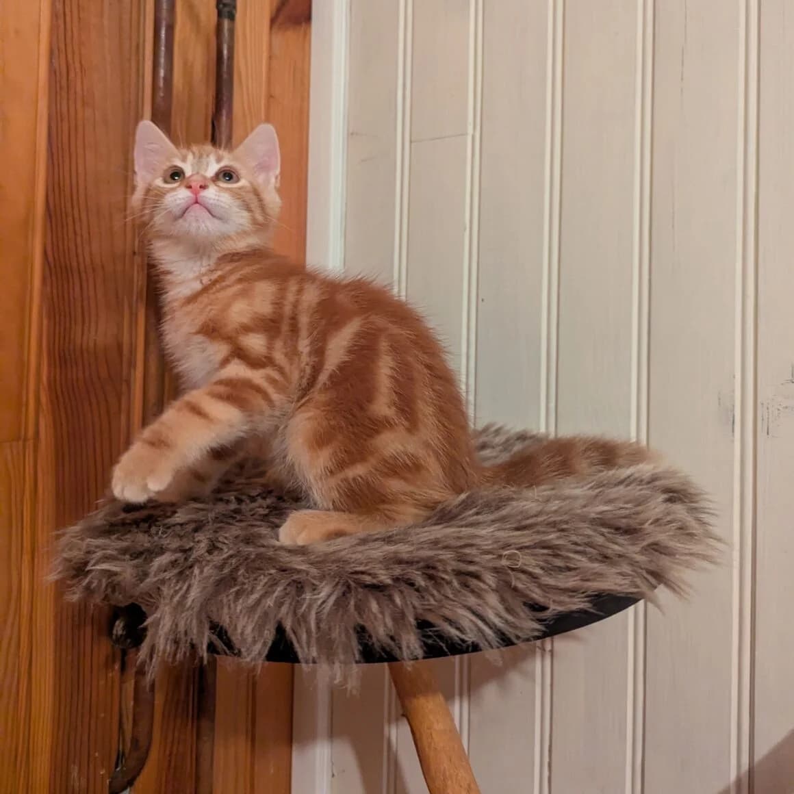 Athos, male young Mixed Breed for adoption at CAT, chabris