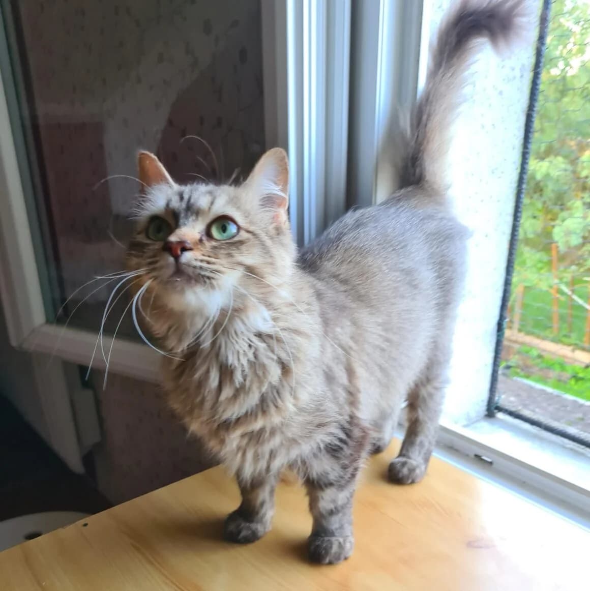 Sokette, female young Mixed Breed for adoption at CAT, chabris