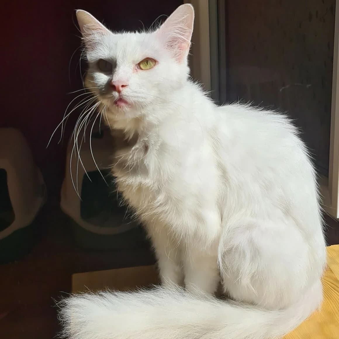 Cléopâtre, female 3yo Mixed Breed for adoption at CAT, chabris