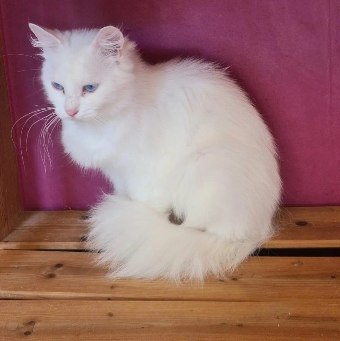 Tweedia, female 3yo Mixed Breed for adoption at CAT, chabris