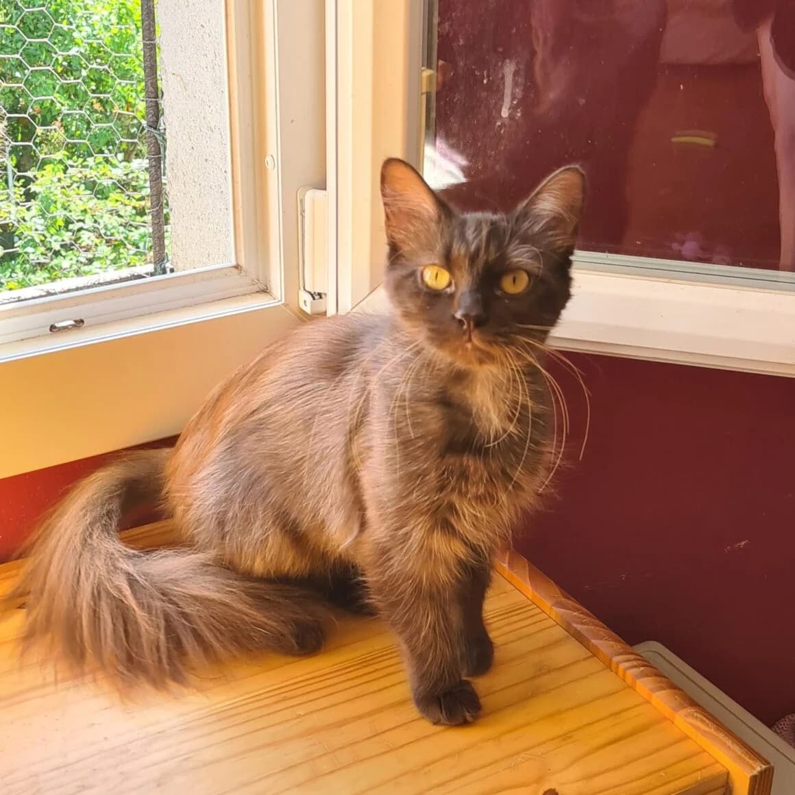 Ushuaïa, female young Mixed Breed for adoption at CAT, chabris