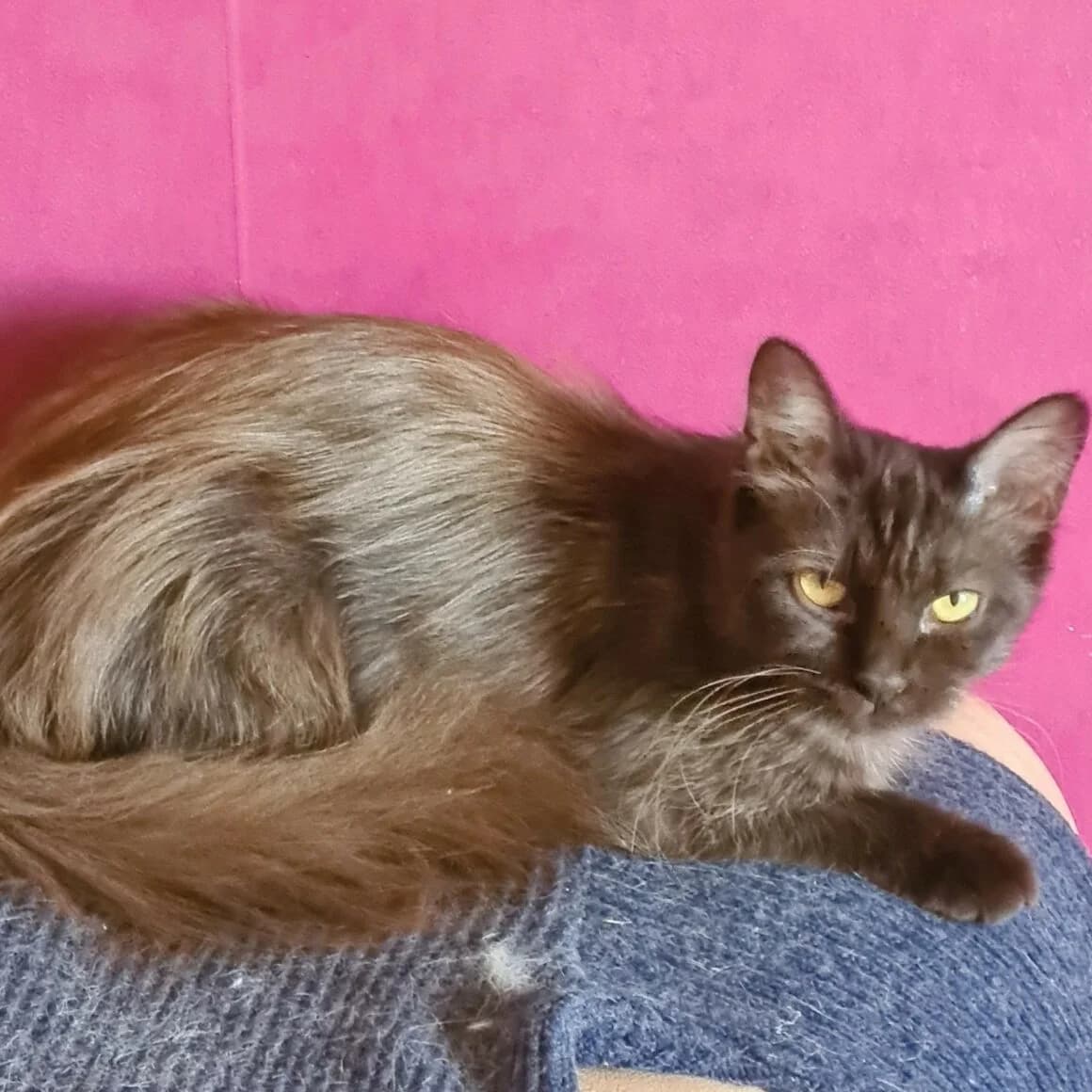 Caféïne, female 3yo Mixed Breed for adoption at CAT, chabris