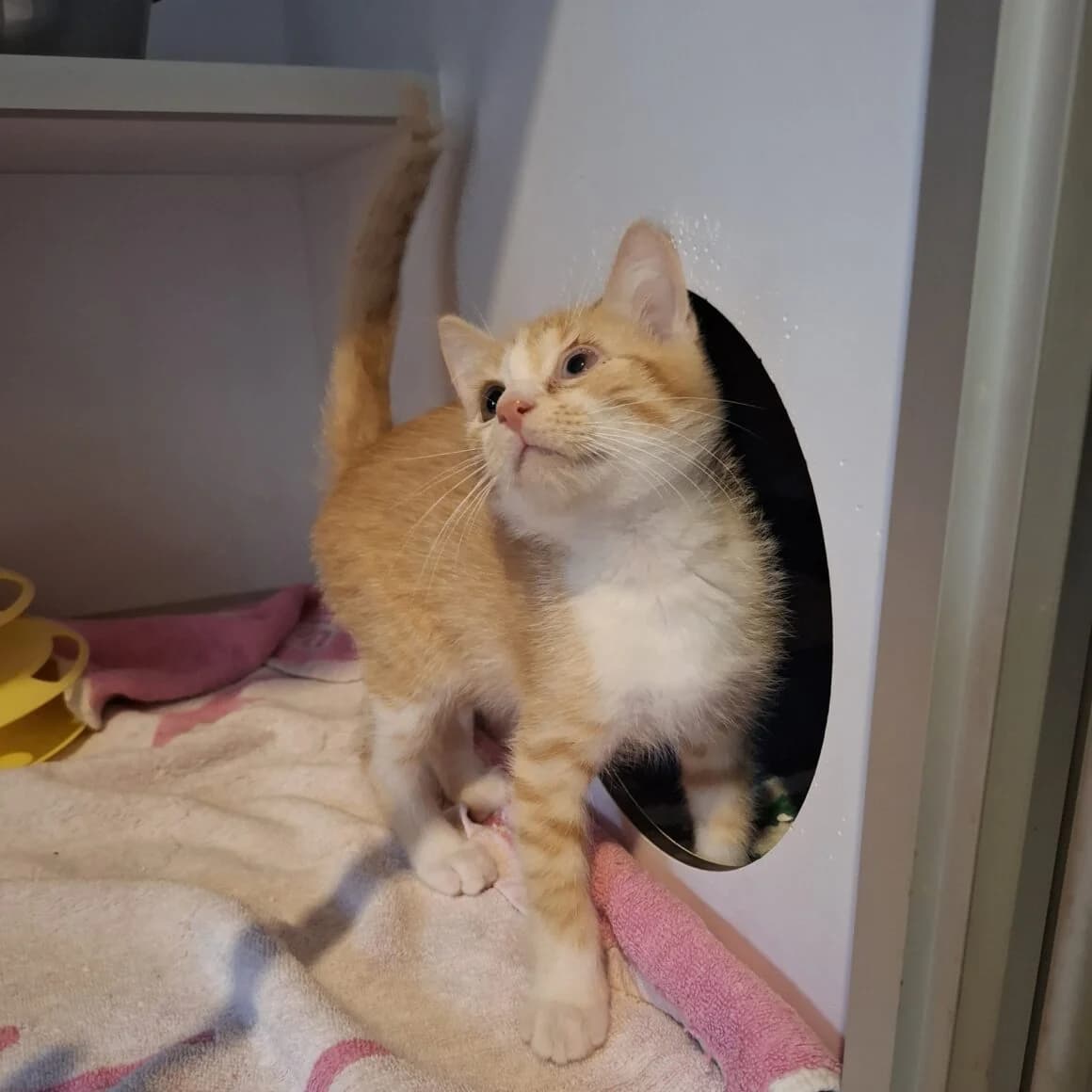 Aka, male puppy Mixed Breed for adoption at CAT, chabris