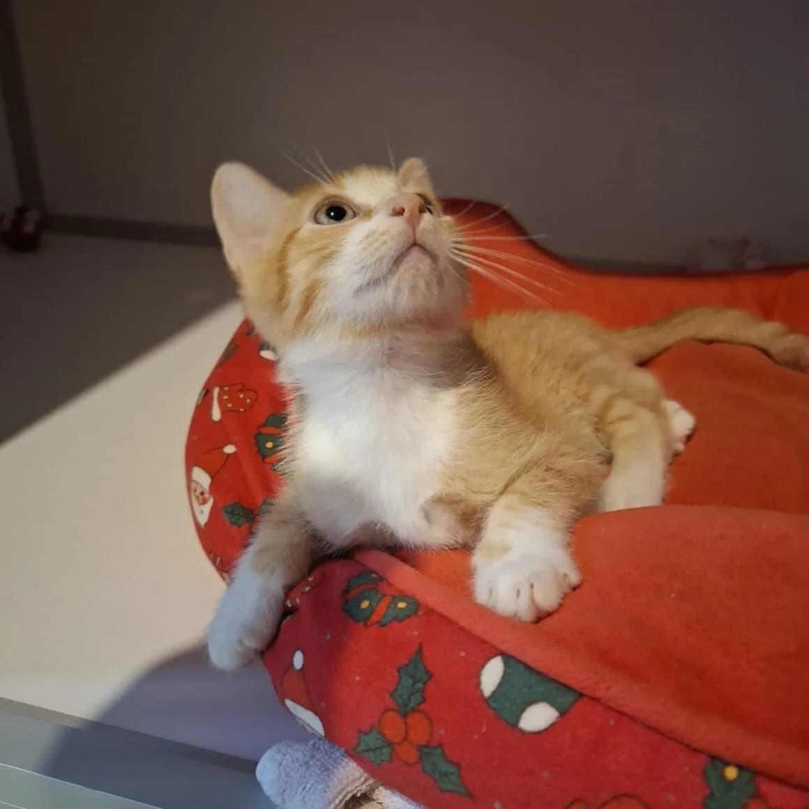Akio, male puppy Mixed Breed for adoption at CAT, chabris