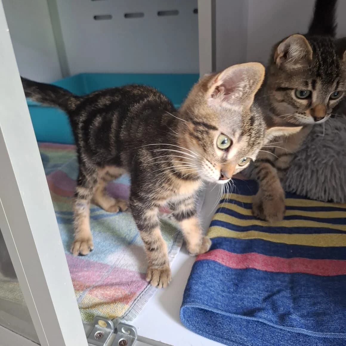 Astronelle, female puppy Mixed Breed for adoption at CAT, chabris