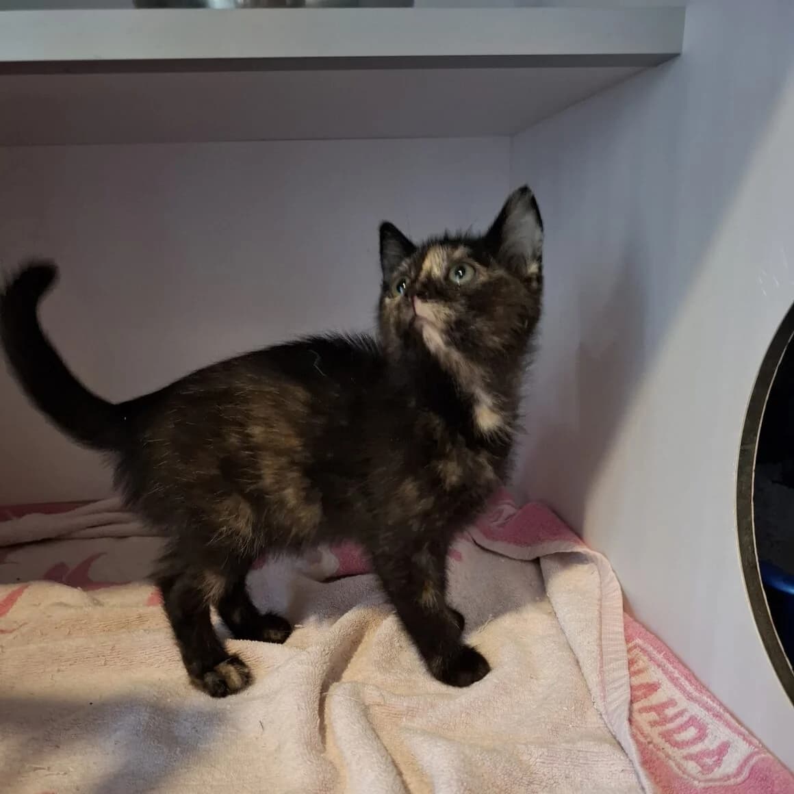 Ayaté, female puppy Mixed Breed for adoption at CAT, chabris