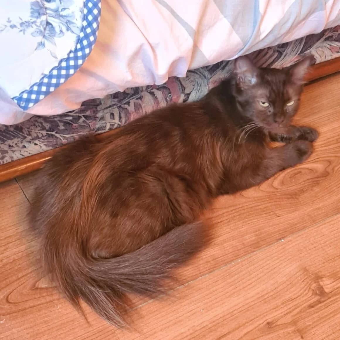 Usha, female young Mixed Breed for adoption at CAT, chabris
