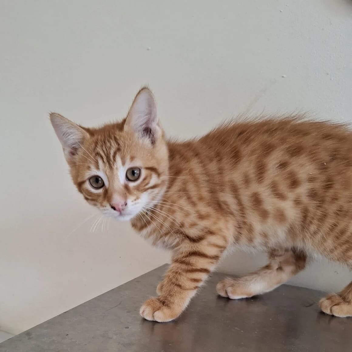 Abricot, male puppy Mixed Breed for adoption at CAT, chabris