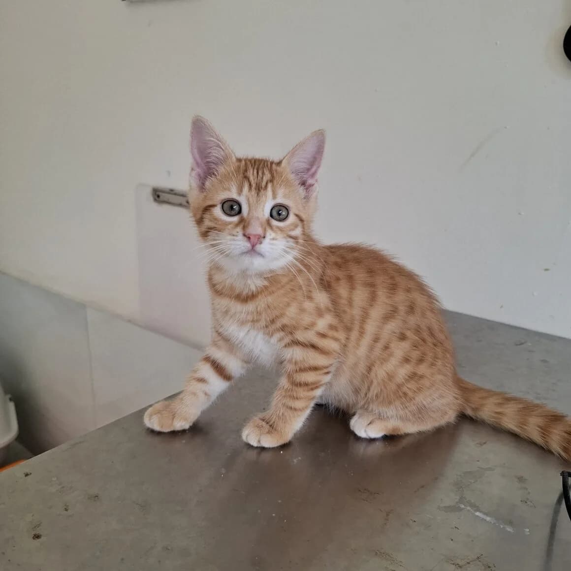 Ambre, female puppy Mixed Breed for adoption at CAT, chabris