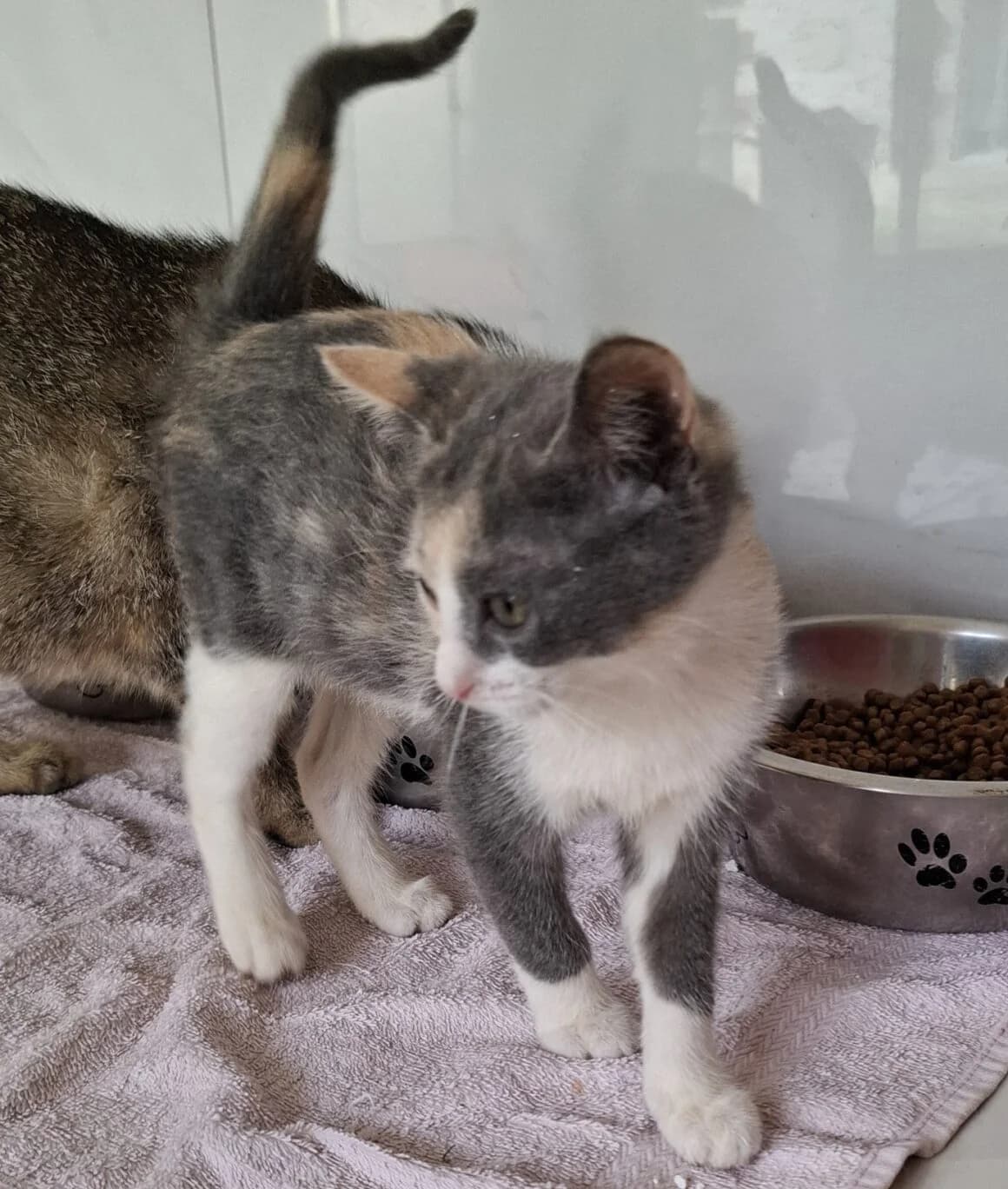 Aqua, female puppy Mixed Breed for adoption at CAT, chabris