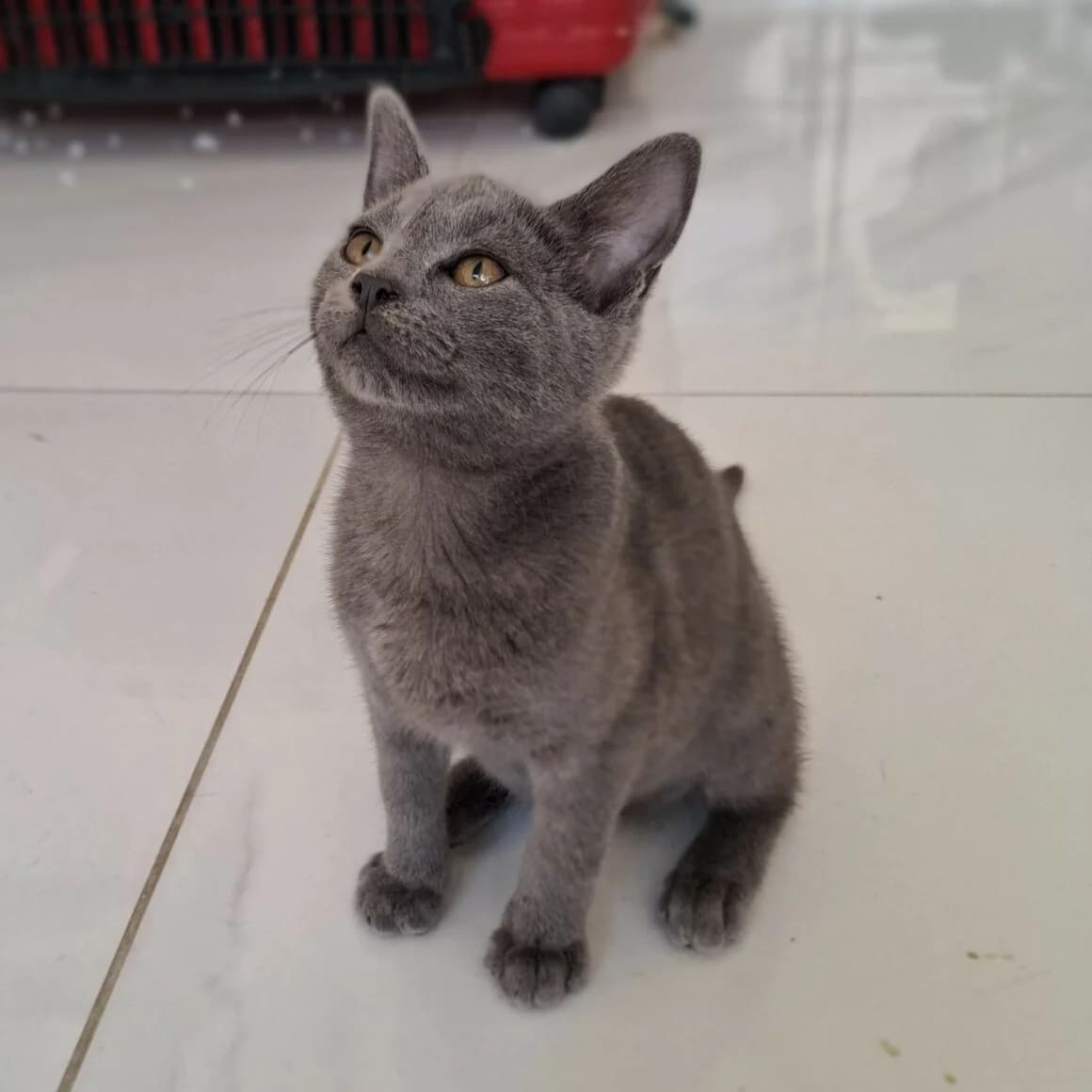 Ashoka, female puppy Mixed Breed for adoption at CAT, chabris