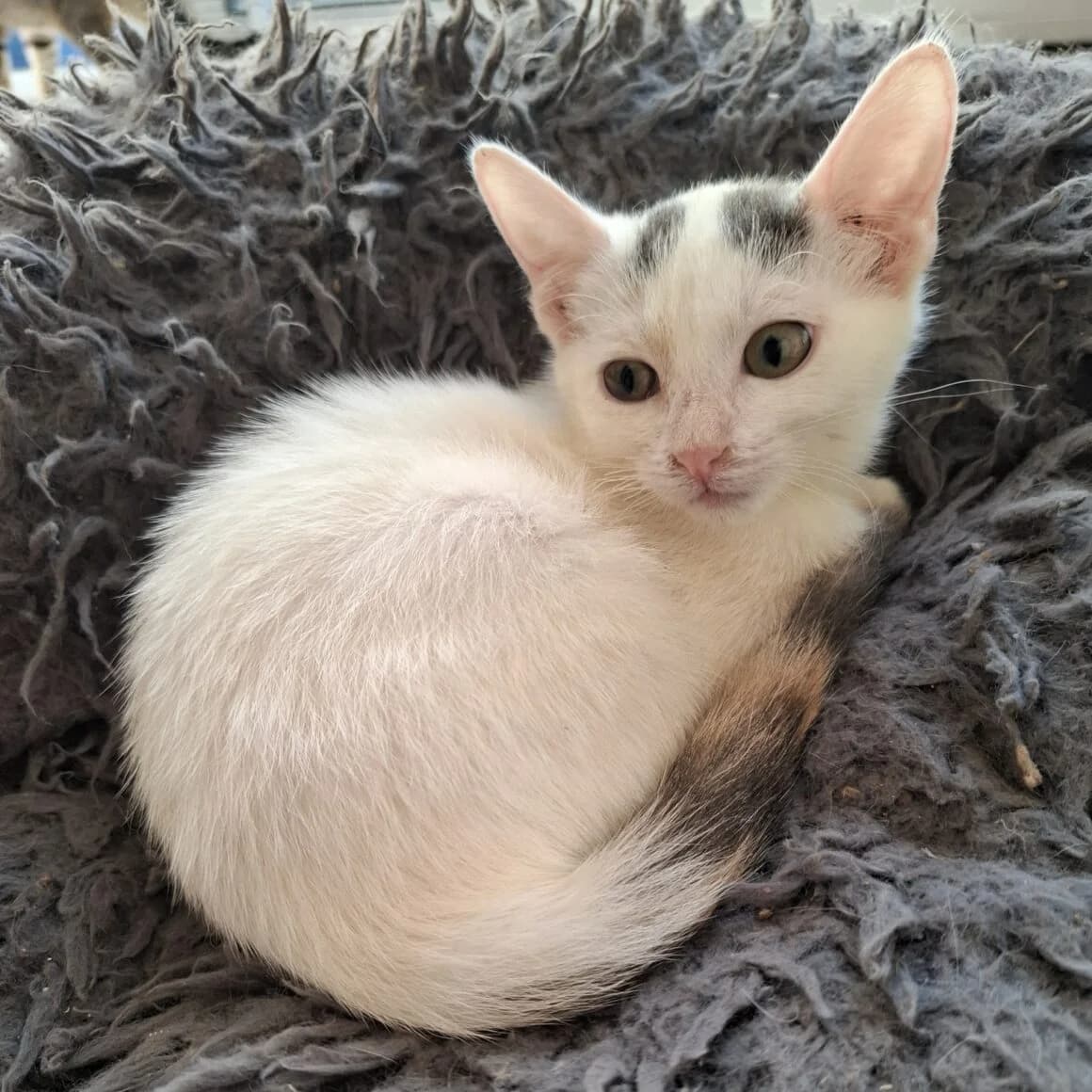 Ayla, female puppy Mixed Breed for adoption at CAT, chabris