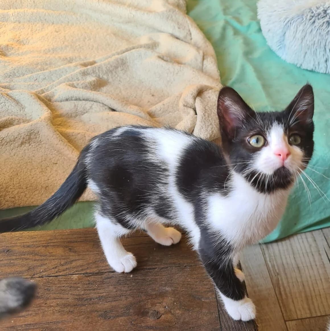 Azalise, female puppy Mixed Breed for adoption at CAT, chabris