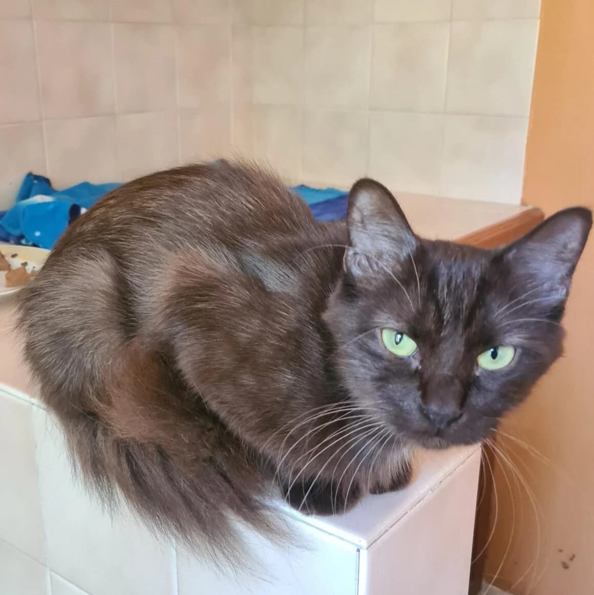 Sunday, female 4yo Mixed Breed for adoption at CAT, chabris