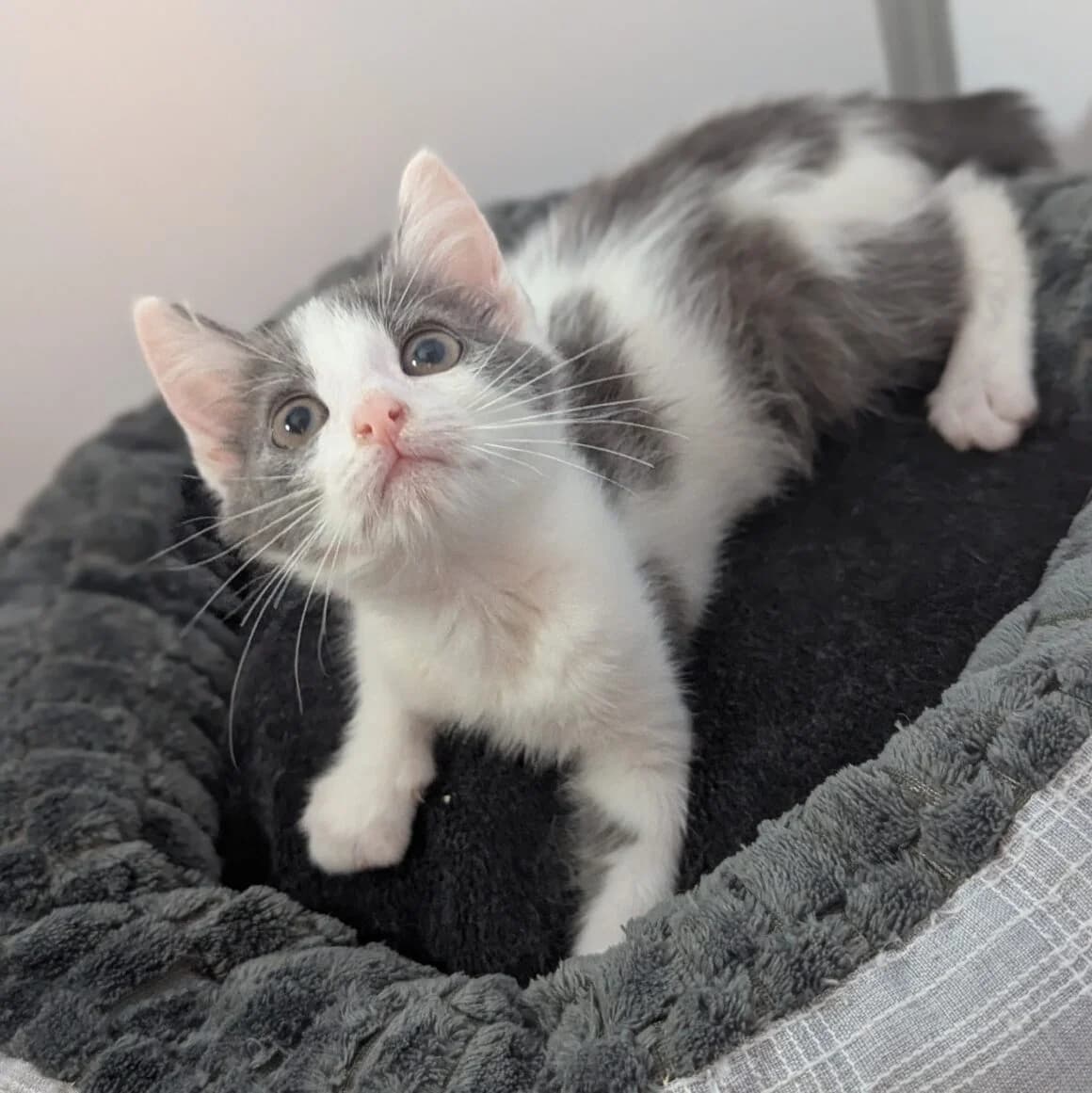 Atchoom, male puppy Mixed Breed for adoption at CAT, chabris