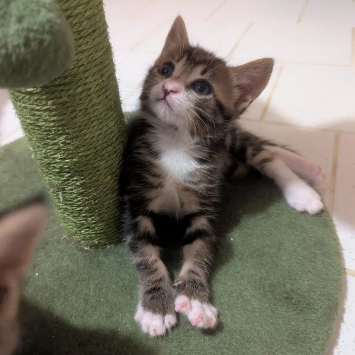 Allium, male puppy Mixed Breed for adoption at CAT, chabris