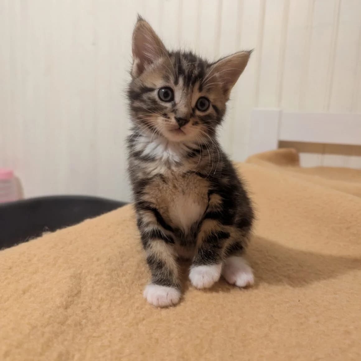 Arum, male puppy Mixed Breed for adoption at CAT, chabris