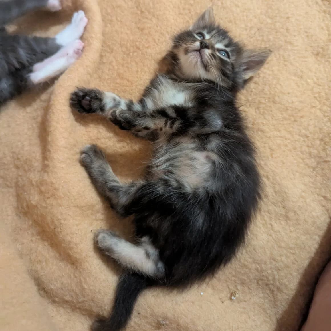 Aster, male puppy Mixed Breed for adoption at CAT, chabris