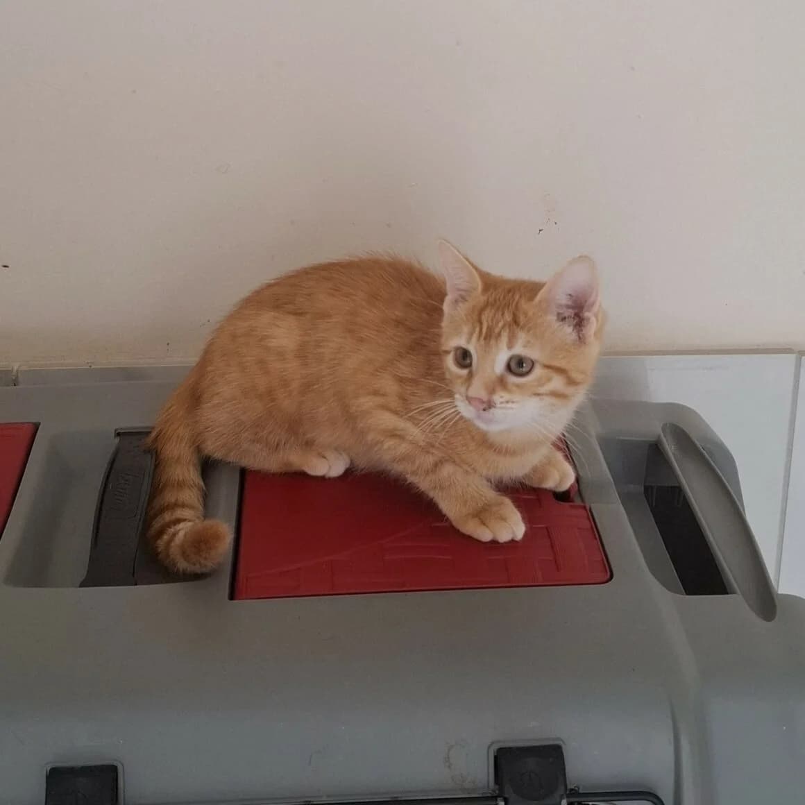Astoria, female puppy Mixed Breed for adoption at CAT, chabris