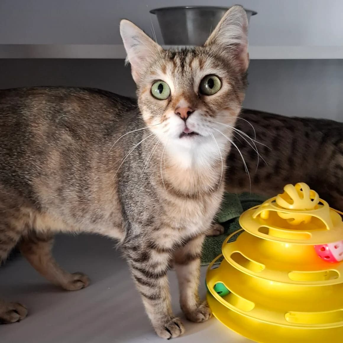 America, female young Mixed Breed for adoption at CAT, chabris