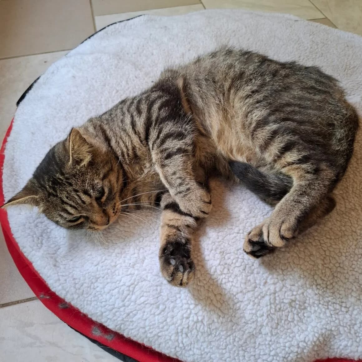 Albert, male 6yo Mixed Breed for adoption at CAT, chabris