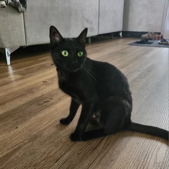 Athéna, female young Mixed Breed for adoption at CAT, chabris