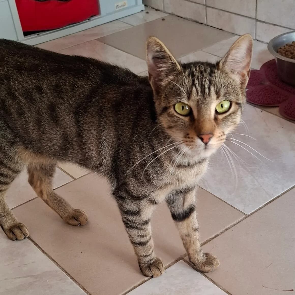 Azura, female young Mixed Breed for adoption at CAT, chabris