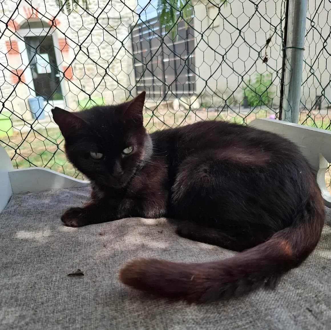 Avraya, female senior Mixed Breed for adoption at CAT, chabris