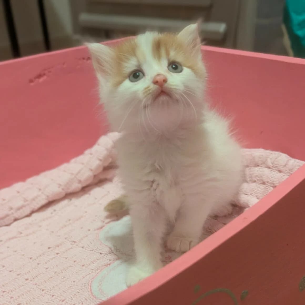 Angora, male puppy Mixed Breed for adoption at CAT, chabris