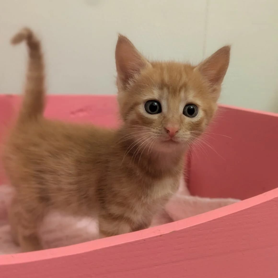 Ange, male puppy Mixed Breed for adoption at CAT, chabris