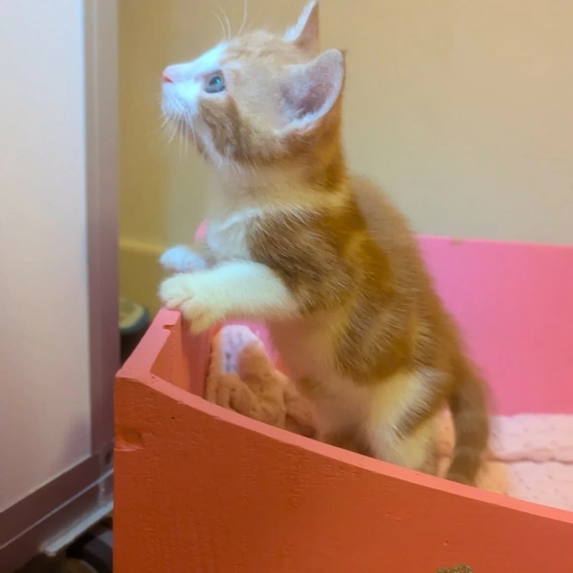 Avery, male puppy Mixed Breed for adoption at CAT, chabris