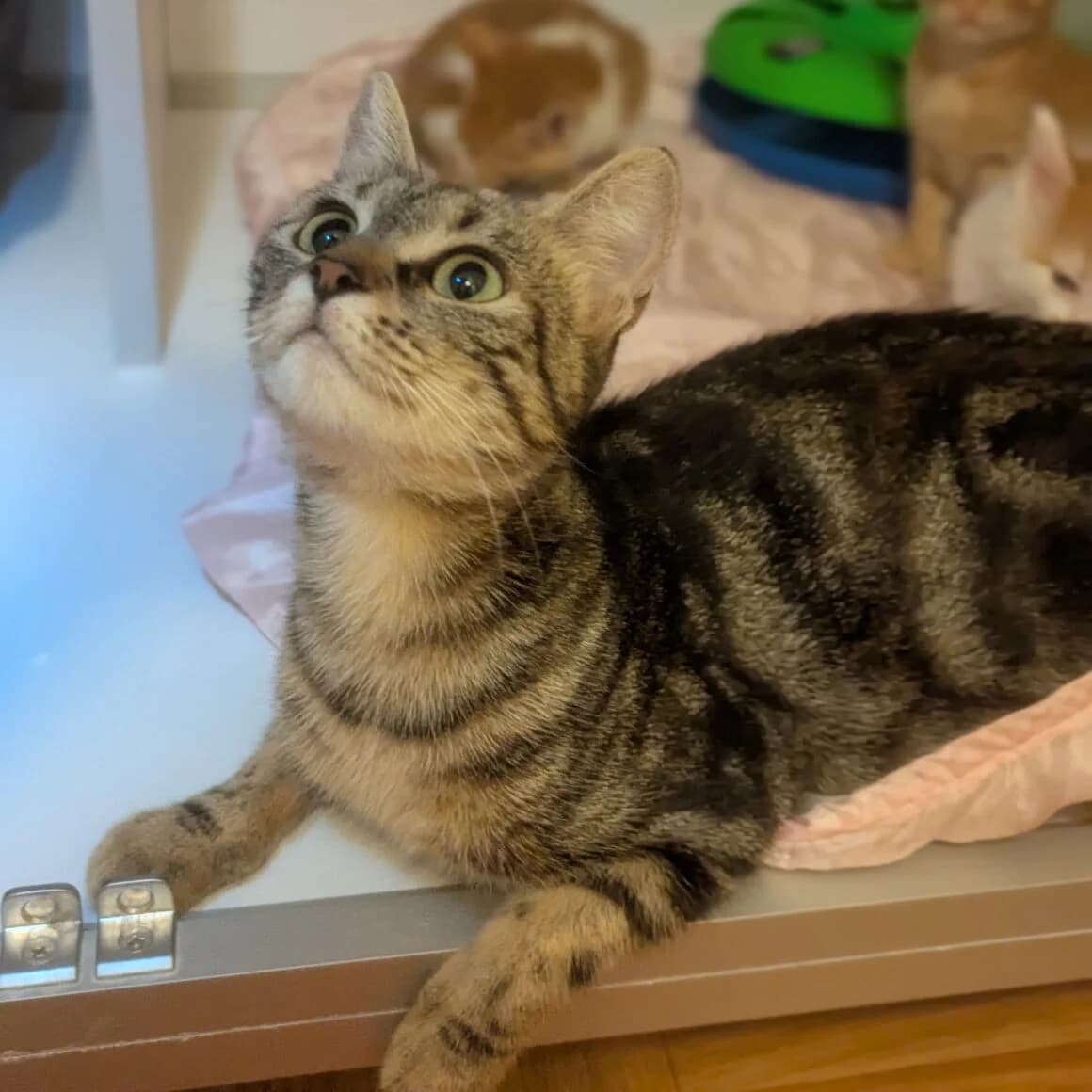 April, female young Mixed Breed for adoption at CAT, chabris