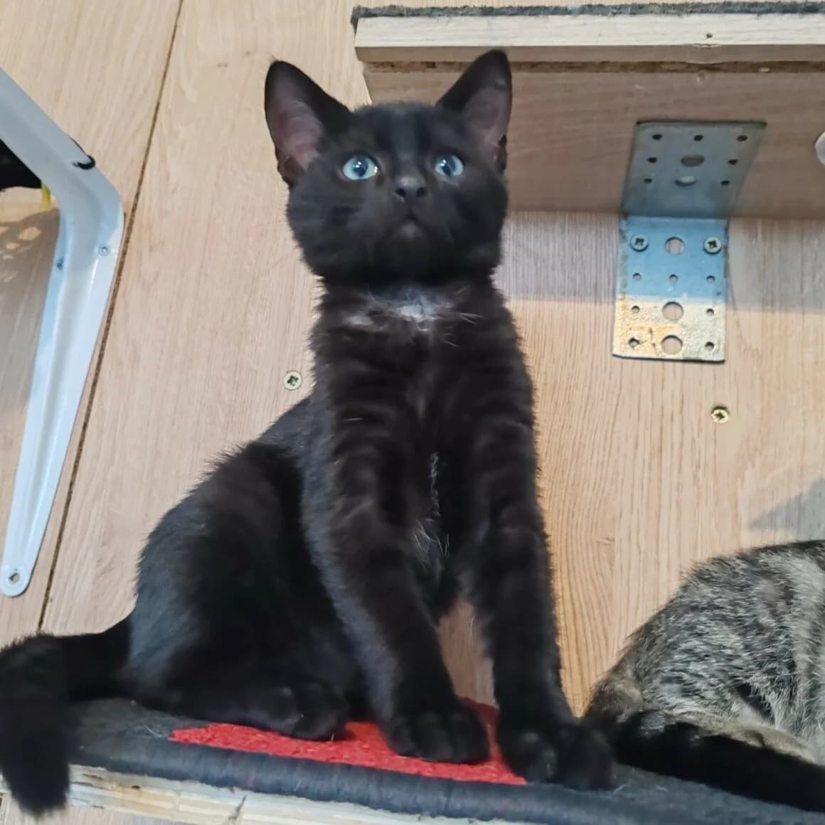 Arabelle, female puppy Mixed Breed for adoption at CAT, chabris