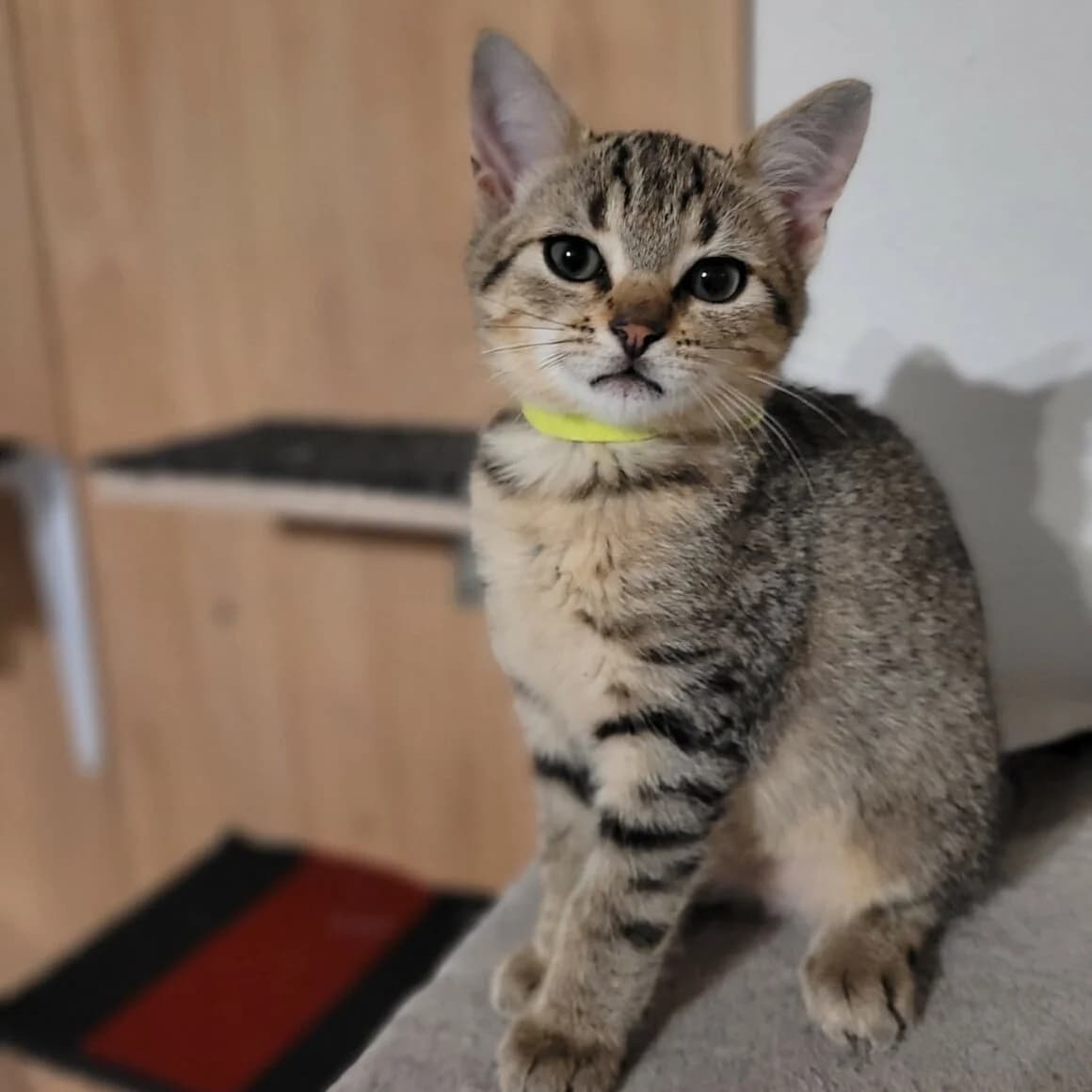Aristide, male puppy Mixed Breed for adoption at CAT, chabris