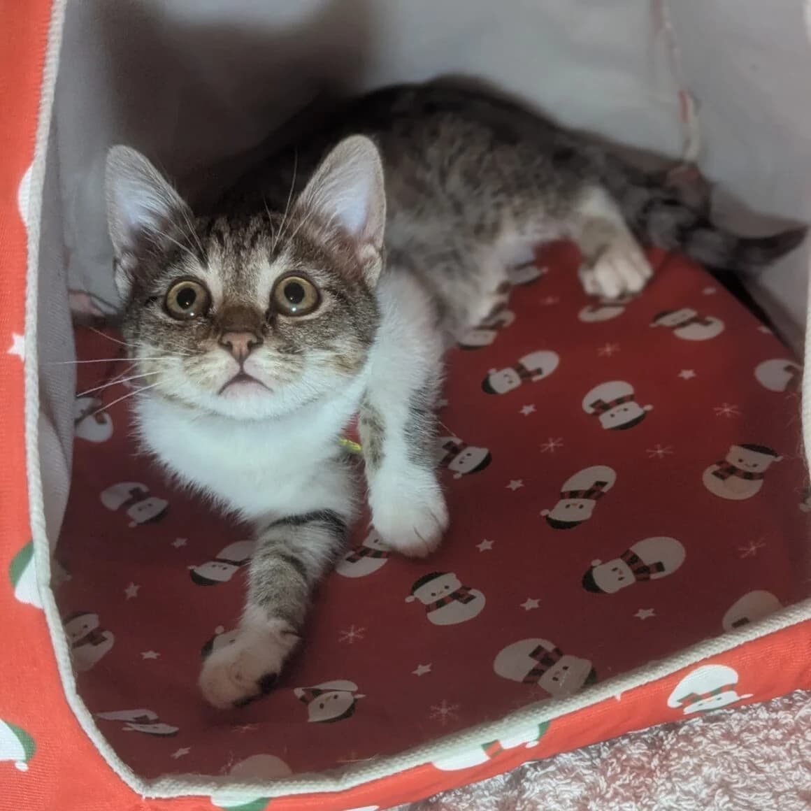 Atol, male puppy Mixed Breed for adoption at CAT, chabris