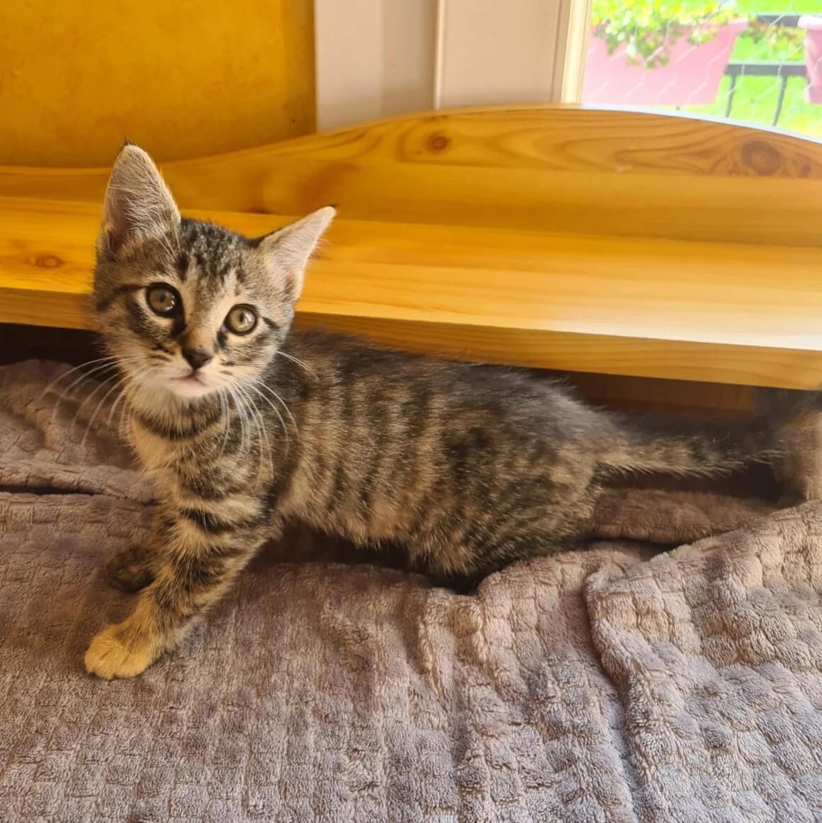 Aplus, female puppy Mixed Breed for adoption at CAT, chabris