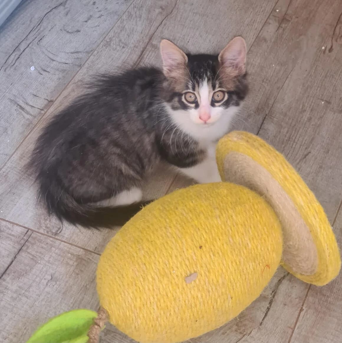 Atsuri, male puppy Mixed Breed for adoption at CAT, chabris