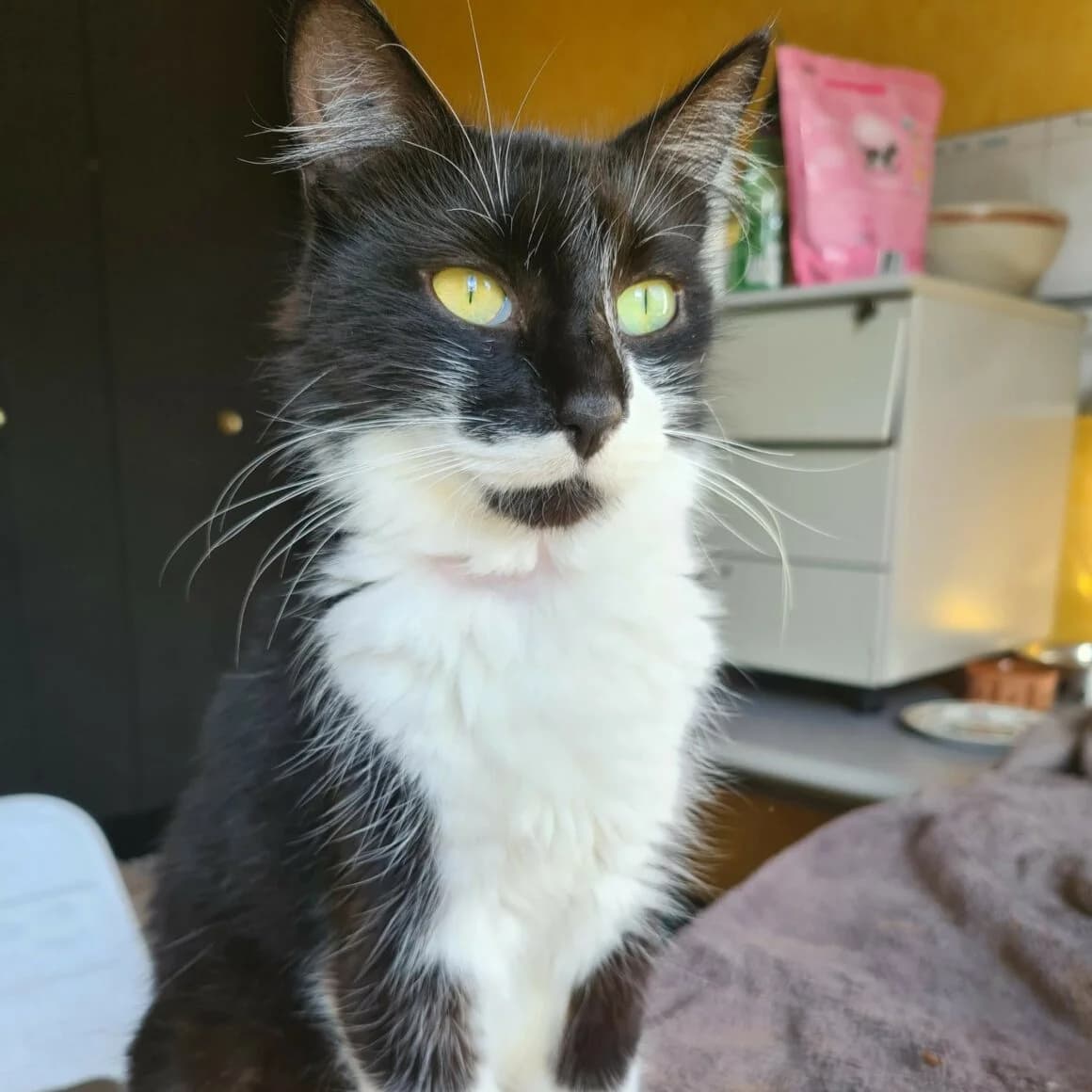 Afeelgood, female young Mixed Breed for adoption at CAT, chabris
