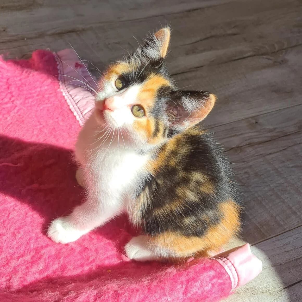 Aloveyou, female puppy Mixed Breed for adoption at CAT, chabris
