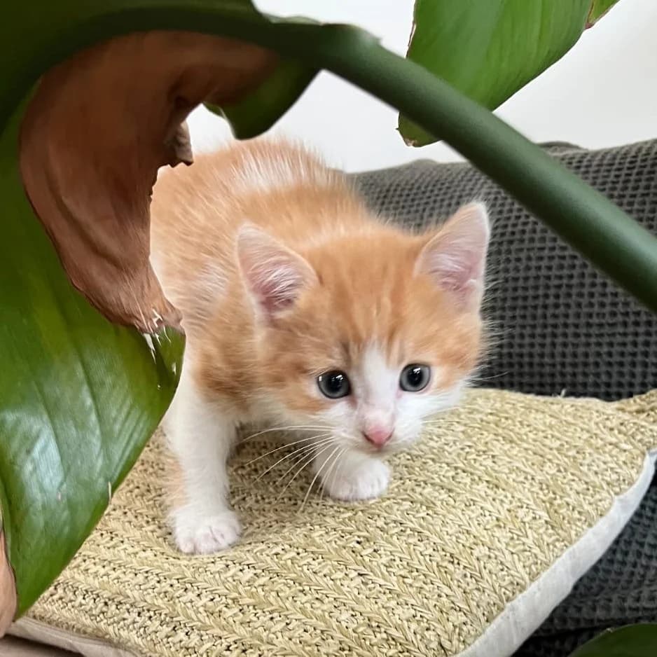 Amstrong, male puppy Mixed Breed for adoption at CAT, chabris
