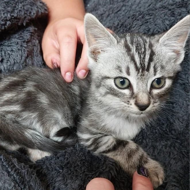 Azumi, male puppy Mixed Breed for adoption at CAT, chabris