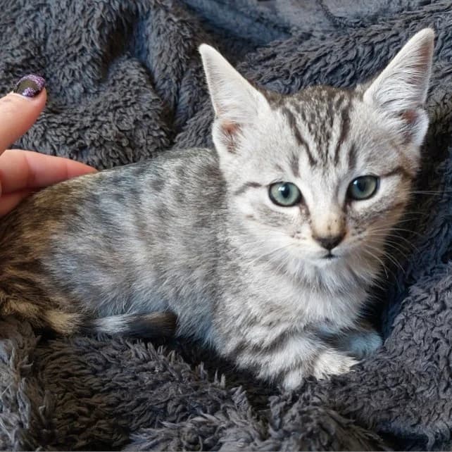 Azuki, male puppy Mixed Breed for adoption at CAT, chabris