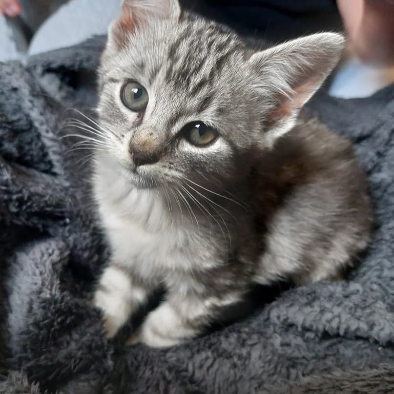 Ayo, male puppy Mixed Breed for adoption at CAT, chabris