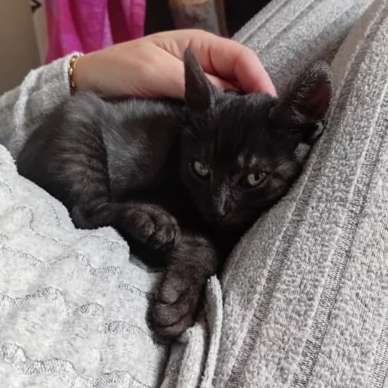 Ayato, male puppy Mixed Breed for adoption at CAT, chabris