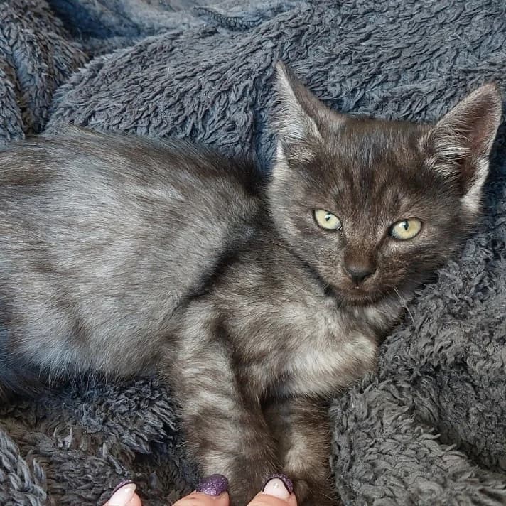 Aïko, male puppy Mixed Breed for adoption at CAT, chabris